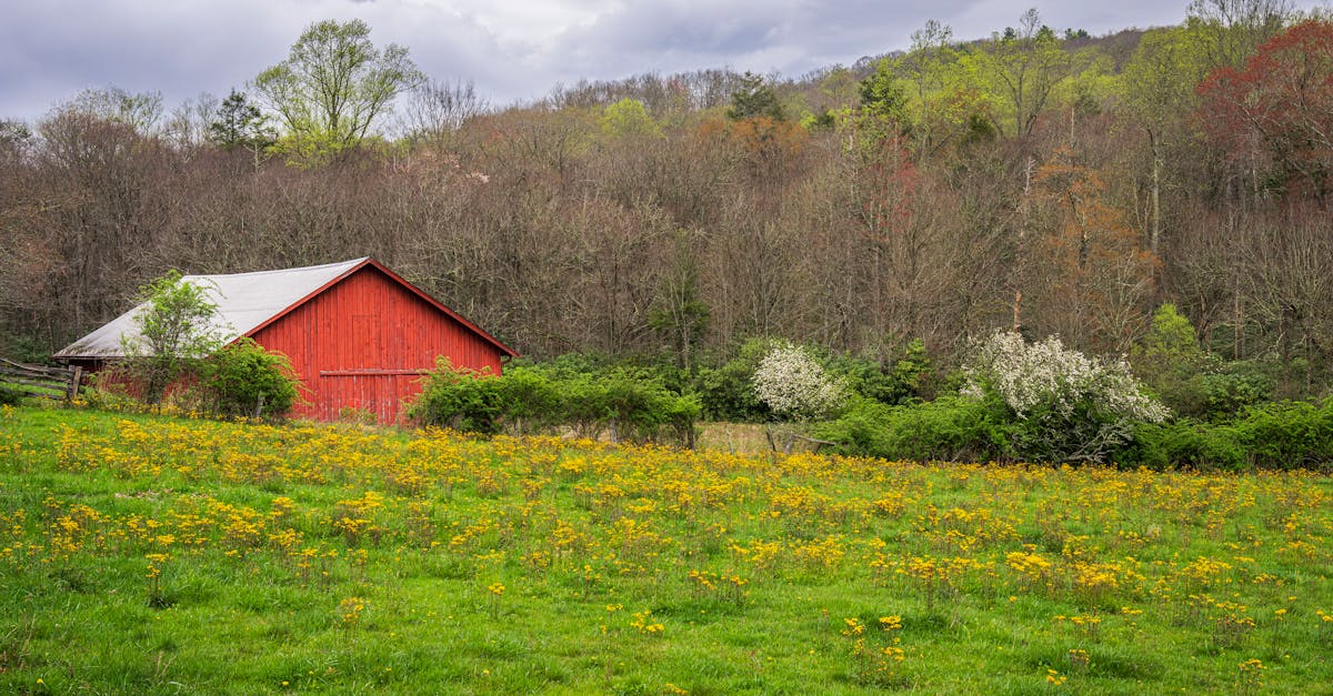 Environmental Impact of Wood Shingle Roof Replacement